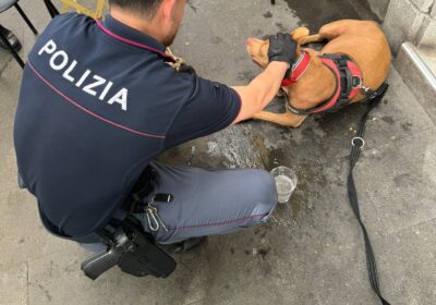 Roma.  La Polizia di Stato ha rintracciato un senza fissa dimora  che aveva picchiato e gettato in un cassonetto il proprio cane; è stato denunciato per il reato di maltrattamenti su animali
